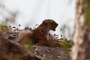 Ranthambore national park experience