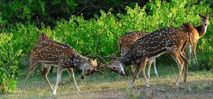 Deer-Fighting-Bandipur-National-Park