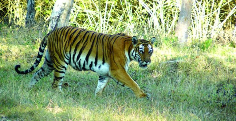 bandipur safari state