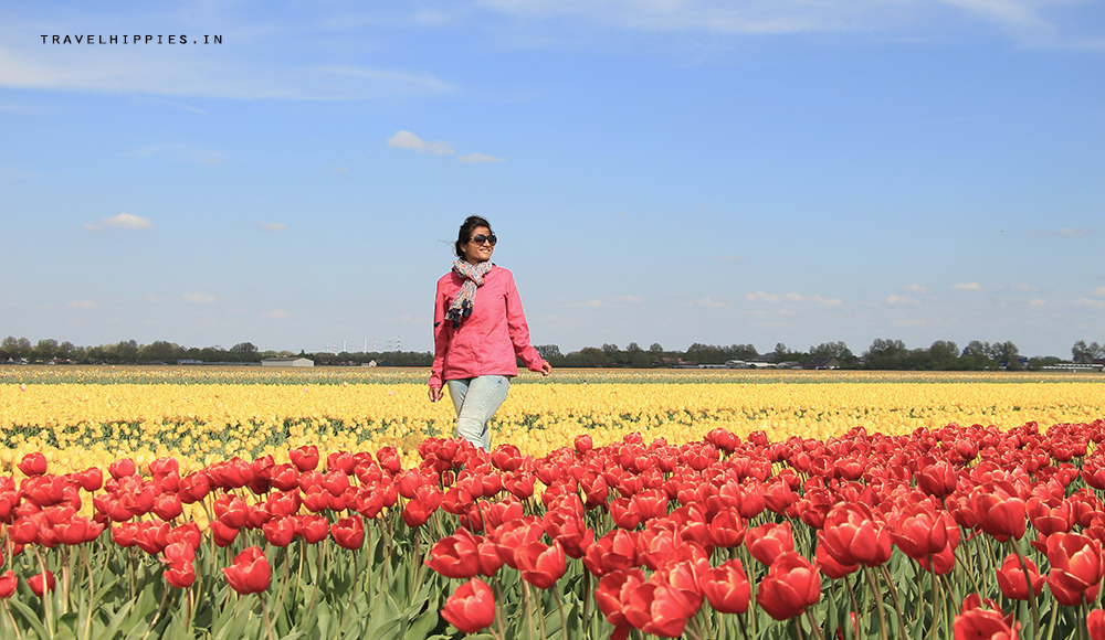 cycling from Amsterdam to Tulip Fields Keukenhof