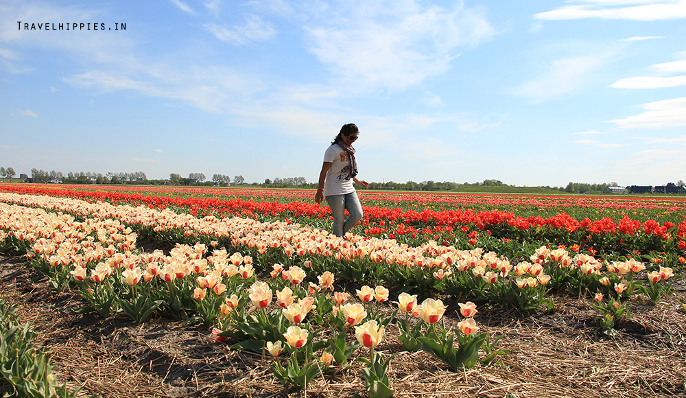 cycling from Amsterdam to Tulip Fields Keukenhof