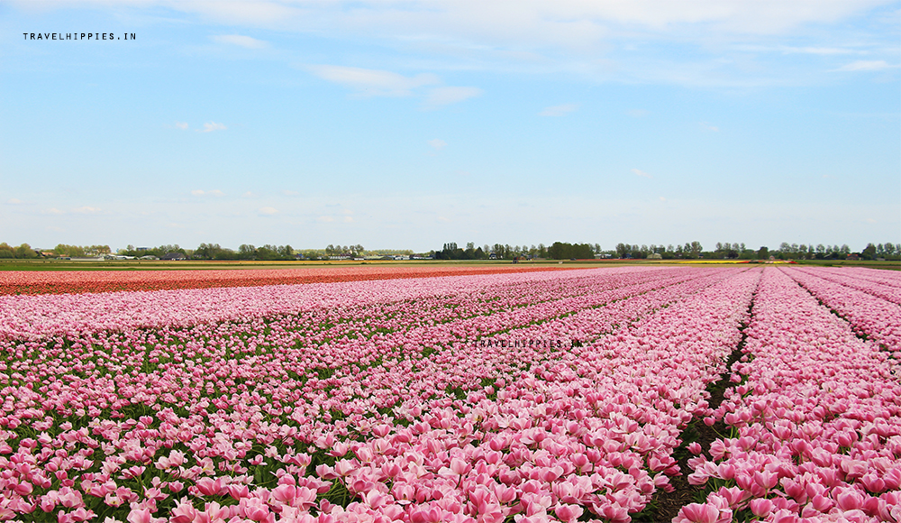 Cycling through the dancing flower bulbs in Holland